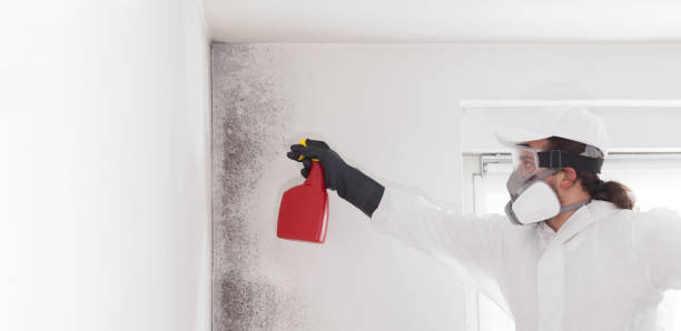 Best Attic Mold Removal  in Prospect, KY