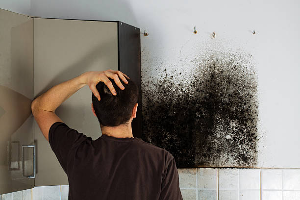 Professional Mold Removal in Prospect, KY